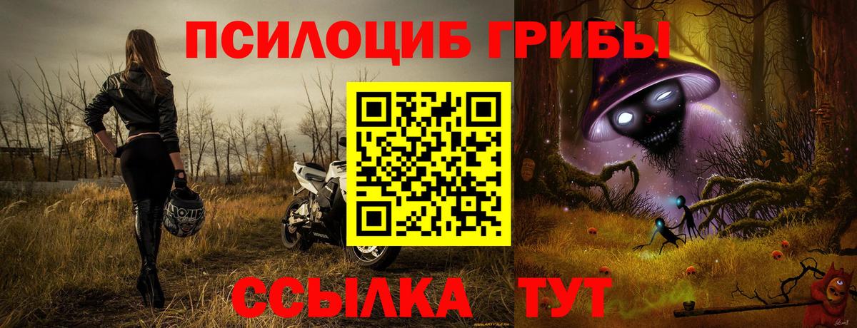 Псилоцибиновые грибы Psilocybe Вязники